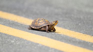 Box Turtle Crossing Road stock photo