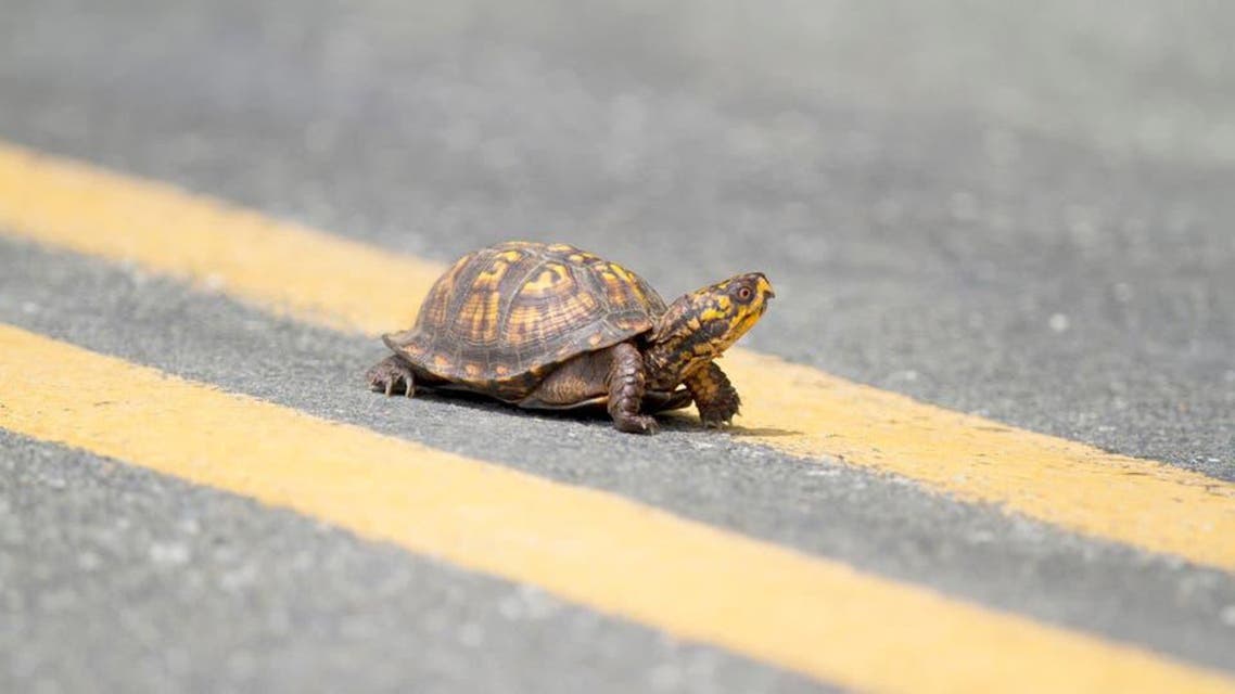 Turtle