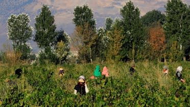Labourers harvest grapes in a farm at Taanayel Monastery, in Lebanon's Bekaa Valley, September 15, 2018. (File photo)