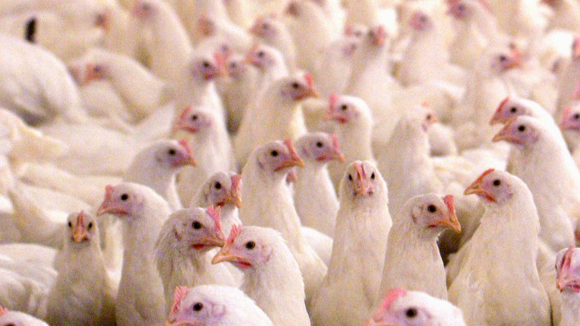 Chickens are seen at a poultry farm in Shahriar, southwest of Tehran. (File Photo: Reuters)