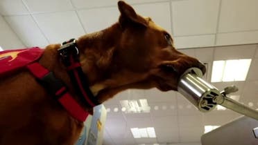 Sniffer dog locates scent in lab in UK, on March 31, 2020. (Reuters)