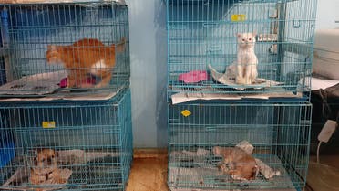 Cats sit in crates in Dr. Fouad el Hajj's after being abandoned in Lebanon. (Abby Sewell)