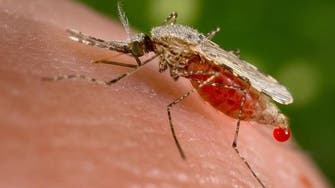 Asian mosquito puts millions of African residents at risk for Malaria: Study