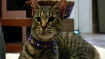Cat in Spain euthanized after testing positive after its owner died from coronavirus