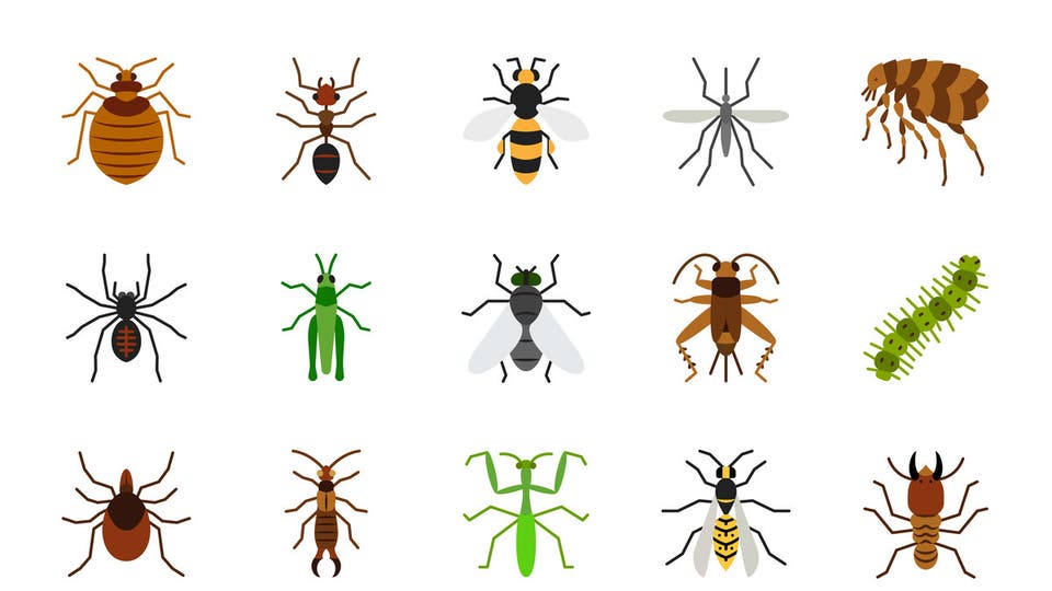 تراجع بأعداد النمل والنحل والفراشات لكن البعوض في تزايد 2f4343e1-c64a-4d78-b450-41895565ca9e_16x9_1200x676
