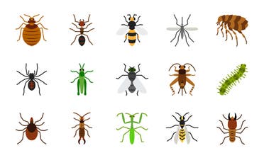 Danger Insect simple flat color icons vector set stock illustration