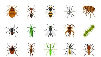 تراجع بأعداد النمل والنحل والفراشات.. لكن البعوض في تزايد