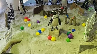 These penguins are making the most out of the coronavirus lockdown