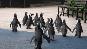  For Singapore penguins, shuttered zoo due to coronavirus is flippin’ fun