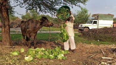  A farmer feeds lettuce to his buffalo during a 21-day nationwide lockdown to slow the spreading of coronavirus disease (COVID-19), at Bhuinj village in Satara district in Maharashtra, India, April 1, 2020. (Reuters)