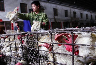 A Chinese vendor handling chickens at a poultry market in Wuhan, central China's Hubei province. (File photo: AP)