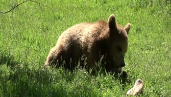 Young orphan bears released from sanctuary into the wild in Greece