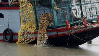 Coronavirus: Indian tigers find lockdown ‘grrreat’