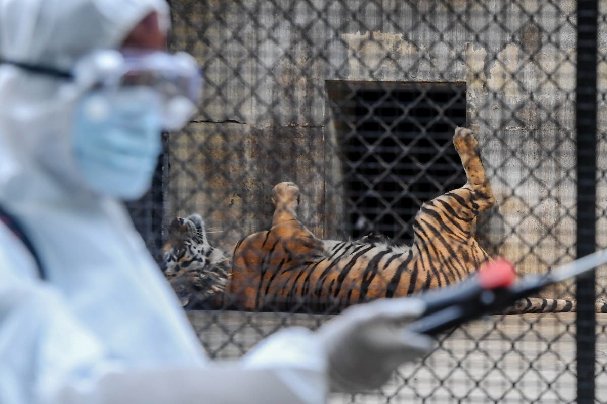 A worker (L) sprays disinfectant near the cages of tigers during a lockdown as a preventive measure against the coronavirus, at Alipore Zoological Garden in Kolkata on April 8, 2020. (AFP)