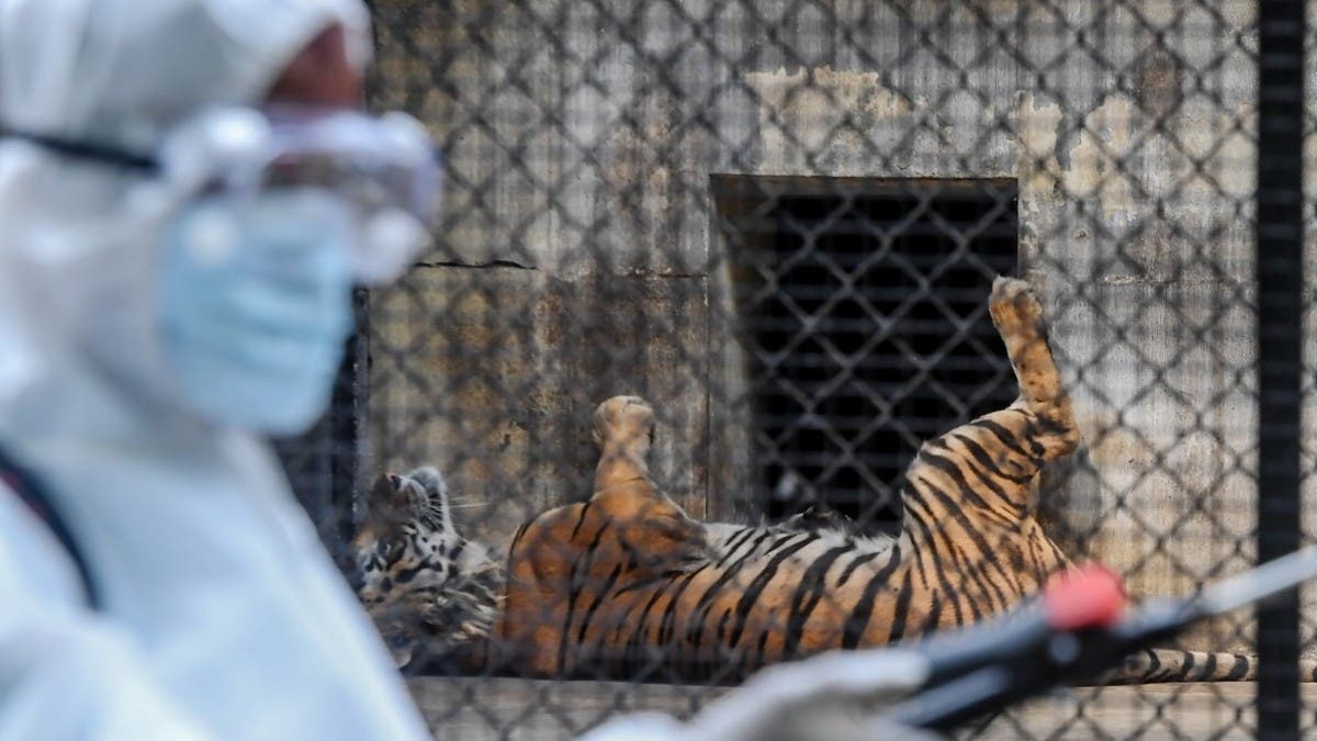 Tiger In NYC Zoo Becomes First Animal In US to Get COVID-19