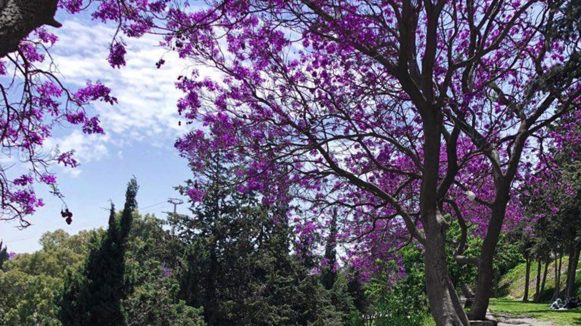 In Pictures Saudi Arabia S Abha Blooms Purple Al Arabiya English In Pictures Saudi Arabia S Abha Blooms Purple Al Arabiya English