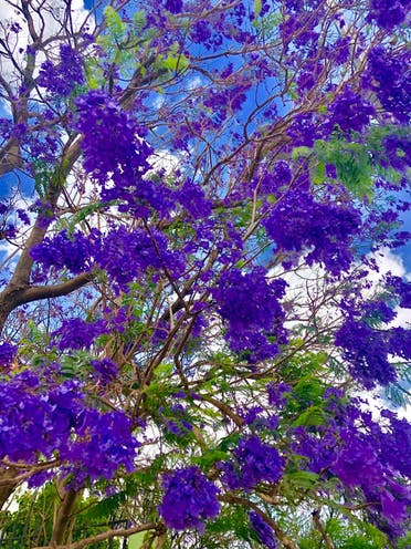 Jacaranda tree in bloom, Abha, Saudi Arabia. (Supplied)