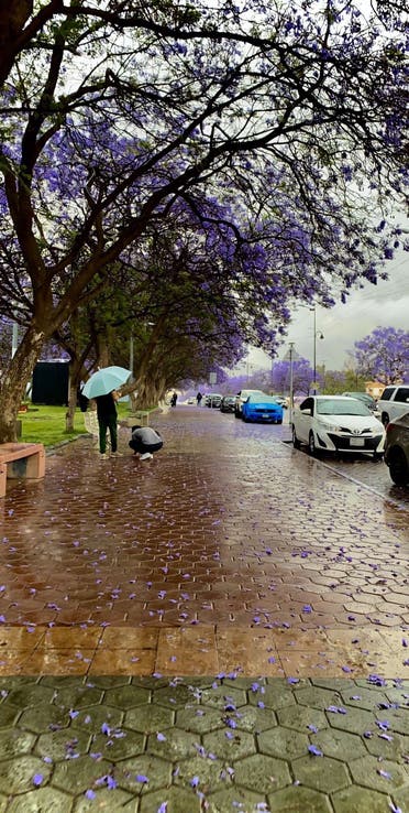 Abha with purple flowers on the street. (Twitter, @Aloshart)