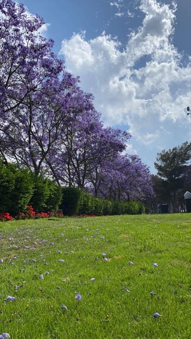 A row of jacaranda trees. (Supplied)