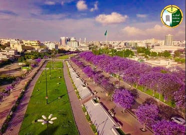 Jacaranda trees in bloom in Abha, Saudi Arabia. (Asir Municipality, Twitter)