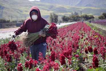 A farmworker, considered an essential worker under the current COVID-19 pandemic guidelines, wears a mask as he works at a flower farm Wednesday, April 15, 2020, in Santa Paula, California. (AP)