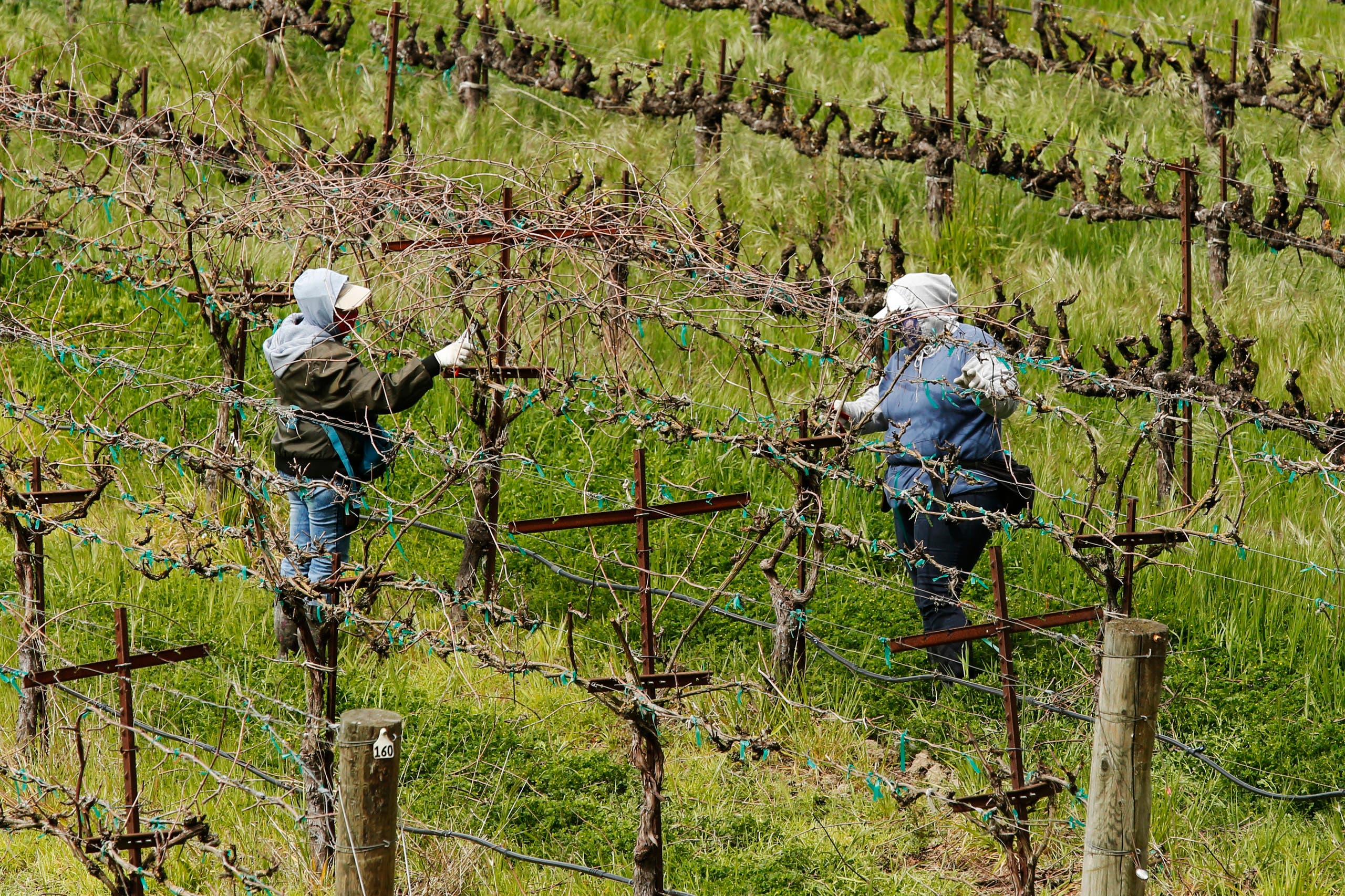 In this March 24, 2020, photo, farmworkers keep their distance from each others they work at the Heringer Estates Family Vineyards and Winery in Clarksburg, Calif. Farms continue to operate as essential businesses that supply food to California. (AP)