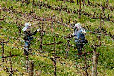 In this March 24, 2020, photo, farmworkers keep their distance from each others they work at the Heringer Estates Family Vineyards and Winery in Clarksburg, Calif. Farms continue to operate as essential businesses that supply food to California. (AP)