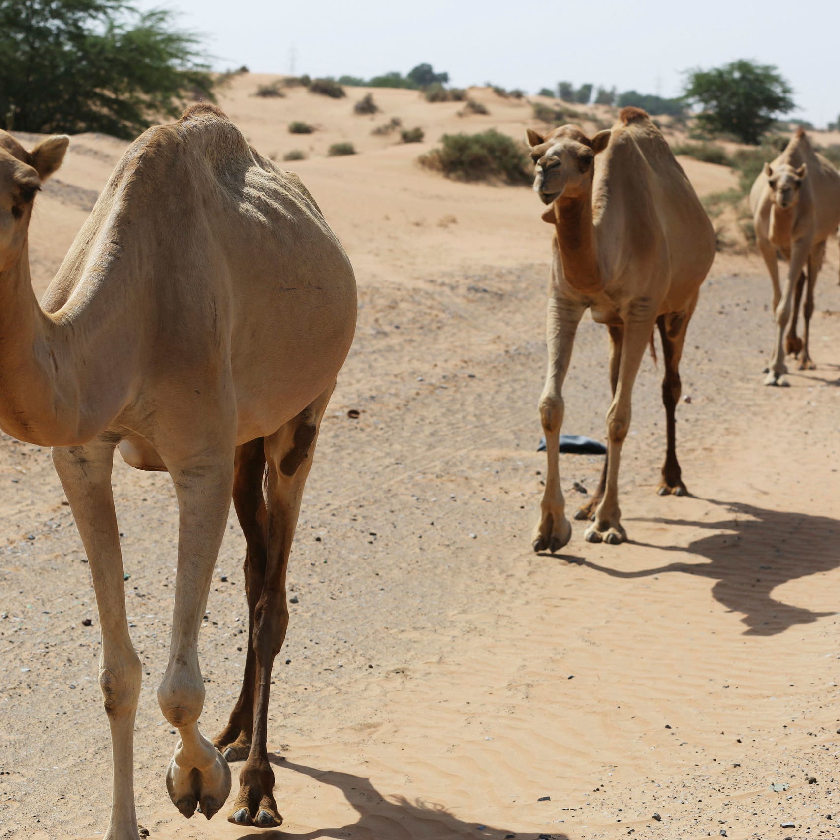 UAE scientists injecting ‘immune’ camels with COVID-19 to study virus antibodies