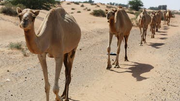 A herd of camel walk through the wild in Ras al-Khaimah, United Arab Emirates, on October 1, 2016. (AP)