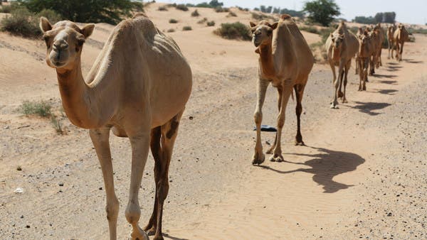 Cities in UAE, Pakistan cross threshold of heat human body can bear ...