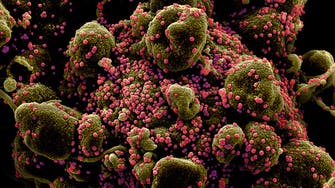 Coronavirus: Scientists find lasting COVID-19 immunity in early studies