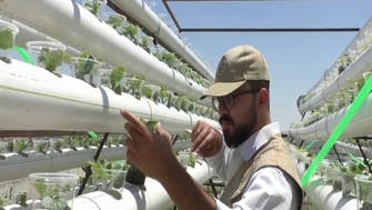 Syrian builds rooftop hydroponic farm to beat odds of economic hardship