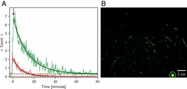 Chart (A) shows particle count per frame versus time, with the red curve representing the top 25 percent in scattering brightness and the green curve representing the rest. Image (B) shows the sum of 144 consecutive frames (spanning 6 s) extracted shortly after the end of the 25-s burst of speaking. (Research by Stadnytskyi et al.)