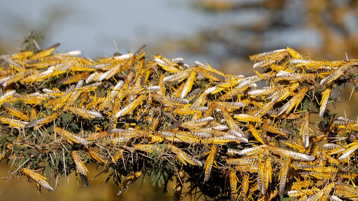 Desert locusts are seen on a tree at a ranch near the town of Nanyuki in Laikipia county, Kenya, on February 21, 2020. (Reuters)
