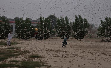 Pakistani children try to avoid locusts swarming in Rahimyar Khan, Pakistan, on Wednesday, November 13, 2019. (AP)