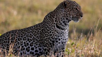 Leopards come down from hills  to Pakistan capital’s park as coronavirus clears way  