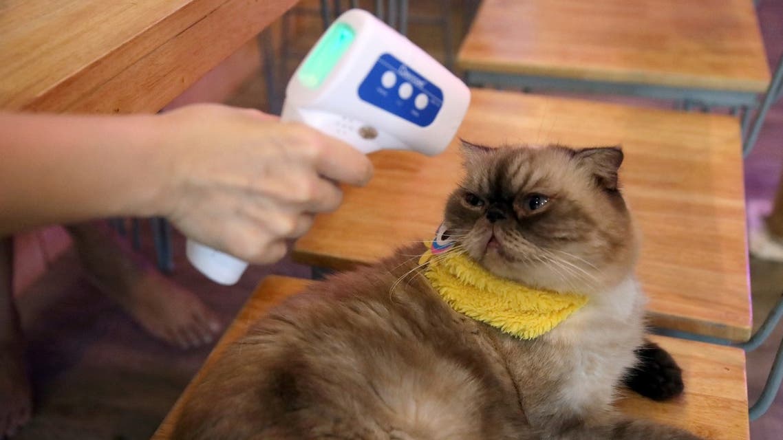 A customer plays with a cat at the Caturday Cat cafe during the coronavirus outbreak in Bangkok, Thailand, May 7, 2020. (Reuters)