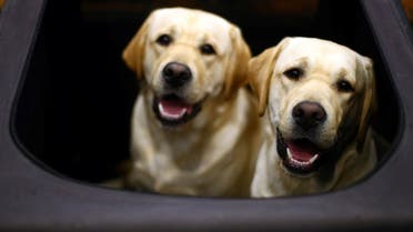 Labrador Retrievers look out from their pen during the first day of the Crufts Dog Show in Birmingham. (File photo: Reuters)