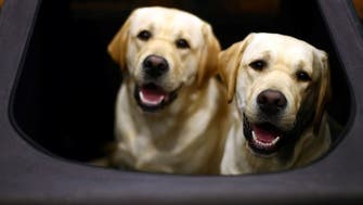 Coronavirus: UK government funds study looking at whether dogs can sniff for COVID-19
