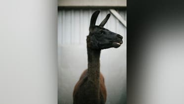 A llama named Winter is seen in this undated photo released by the VIB-UGent Center for Medical Biotechnology in Ghent, Belgium on May 5, 2020. (Handout via Reuters)