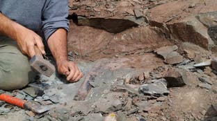 عاشت قبل 90 مليون عام.. اكتشاف نوع جديد من الديناصورات