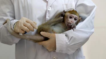 A lab technician holds a gene-edited macaque with circadian rhythm disorders, which was used to make five cloned monkeys, in a lab at the Institute of Neuroscience of Chinese Academy of Sciences in Shanghai, China January 18, 2019. (File photo: Reuters)