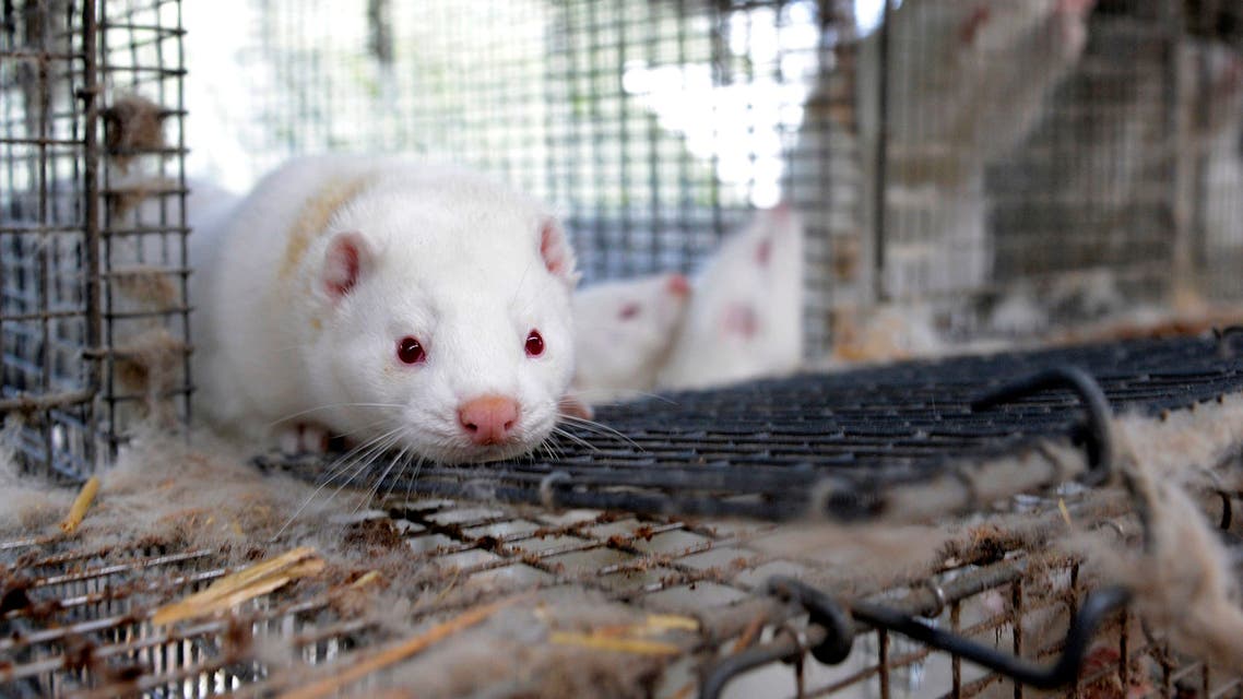 Minks are seen in their cages on a mink farm in Jyllinge near by Copenhagen. (Reuters)