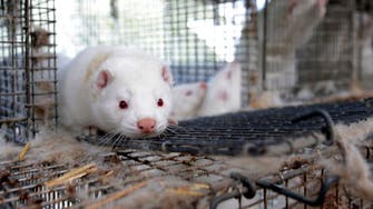 Coronavirus: Dutch farmer may have caught COVID-19 from mink, says minister