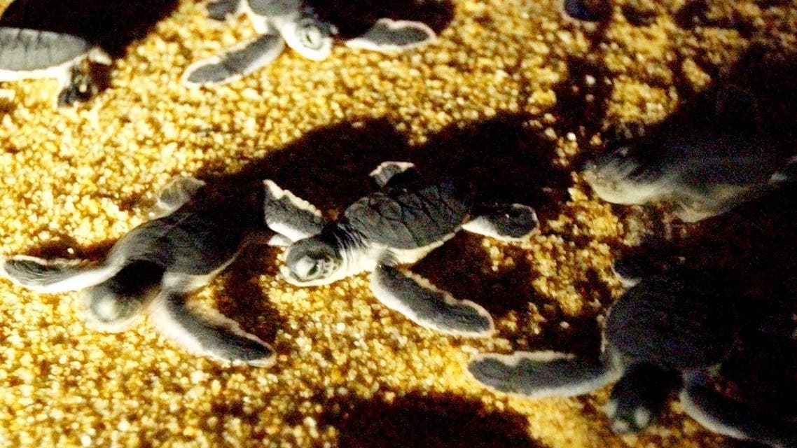 Leatherback turtle hatchlings make their way into the sea after being released from a turtle sanctuary in Kemaman on the eastern state of Terengganu. (File photo: AFP) 