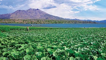 حقل زراعة بالتربة البركانية الغنية بكل المعادن والعناصر اللازمة للنبات على سفوح بركان جبل باتور في إندونيسيا بجوار بحيرة كالديرا