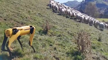 Robodog Spot herding sheep. (Rocos)