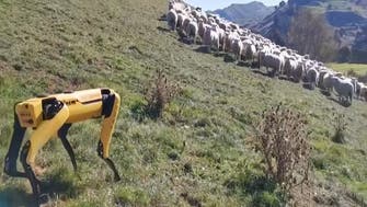 Coronavirus: Robodog ‘Spot’ herds sheep in New Zealand as humans stay home