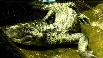 End of an era: Alligator who survived Berlin World War II bombing dies at Moscow Zoo 