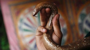 A file photo of a snake during a festival in Kathmandu, Nepal, July 24, 2012. (File photo: Reuters)
